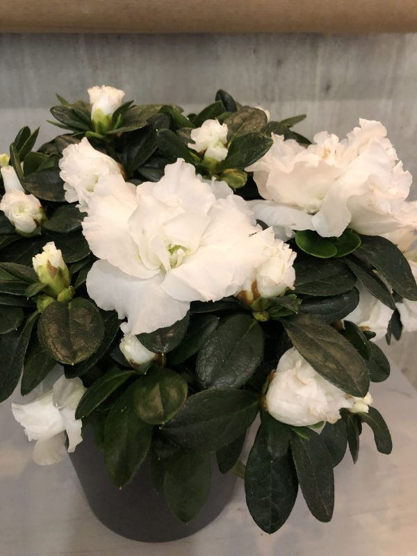 Azalea