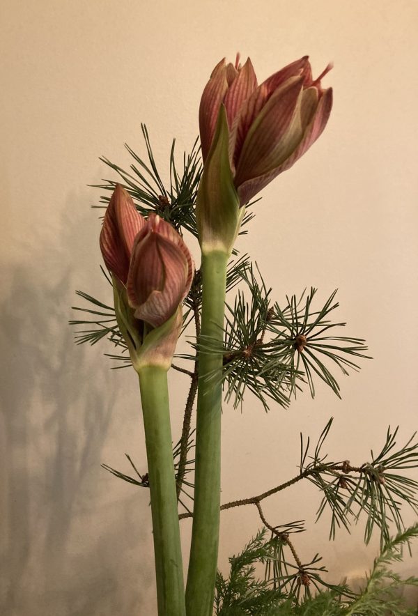 Amaryllis bukett